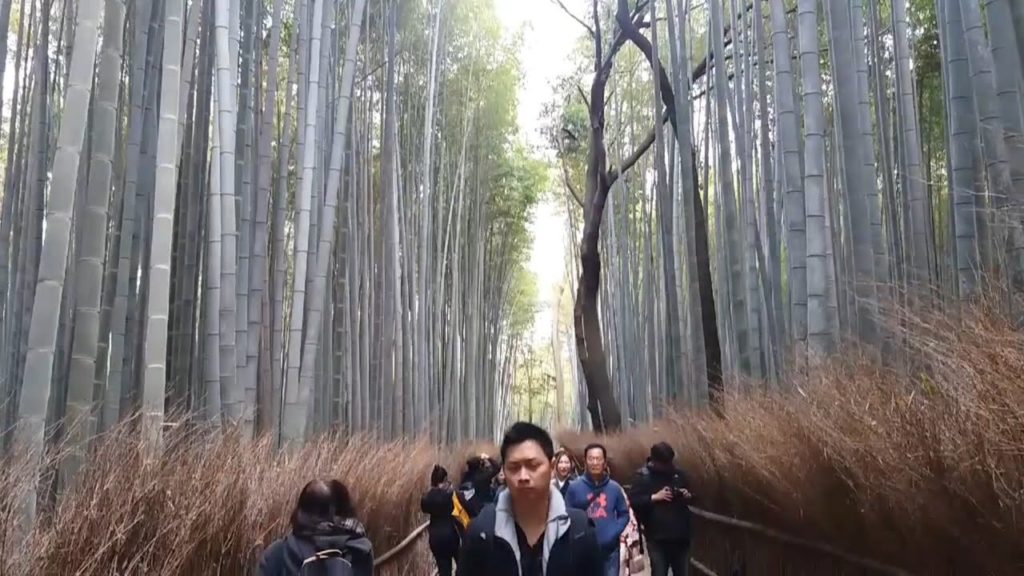 Arashiyama Bamboo Forest in Kyoto Japan : Walking Tour
