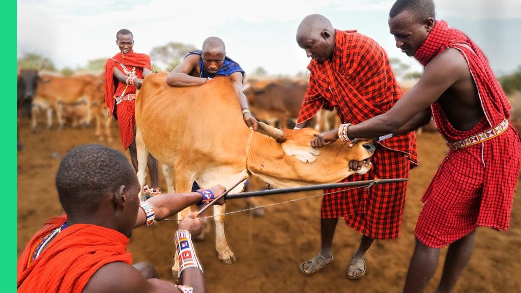 RARE Cow Bleeding ritual in Kenya! (Already Demonetized / Support us on Patreon!) RARE Cow Bleeding ritual in Kenya! (Already Demonetized / Support us on Patreon!)