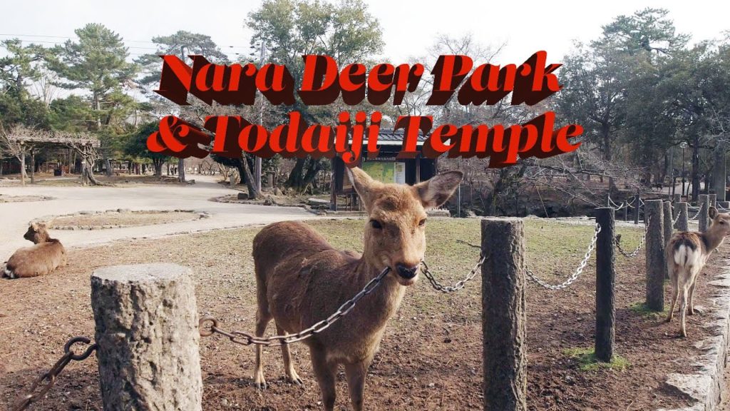 Nara Deer Park & Todai-Ji Temple, Japan Trip
