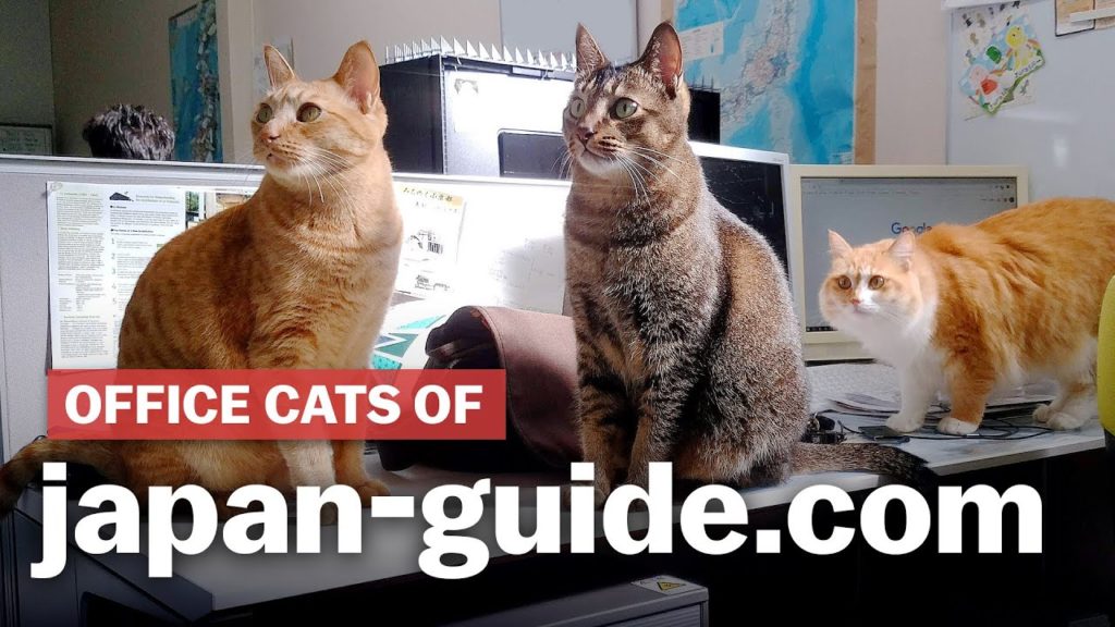 Office cats of japan-guide | japan-guide.com