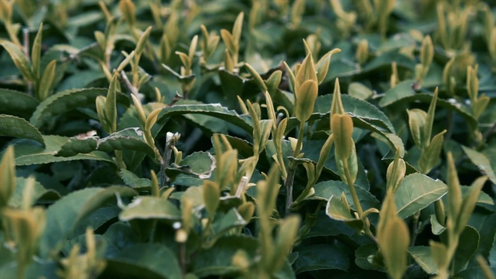 Wazuka Tea Farm in Kyoto, Japan
