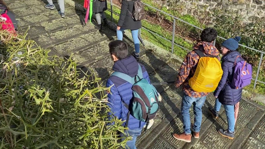 AKITA DOGS IN BARGA TUSCANY