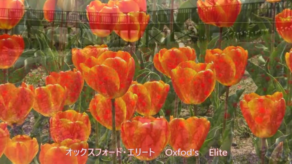 道の駅 新潟ふるさと村 チューリップ Road Station Niigata Hometown Village Tulip 道の駅 新潟ふるさと村 チューリップ Road Station Niigata Hometown Village Tulip