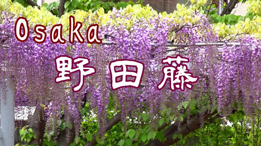 野田藤(のだふじ)　大阪市福島区　Wisteria blooming in Osaka, Japan.