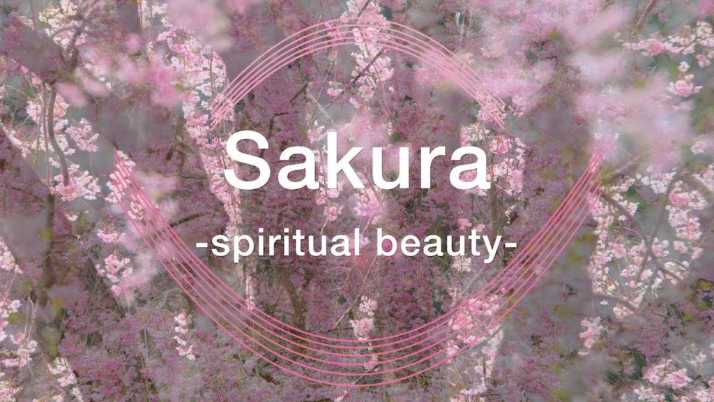 Cherry Blossoms -桜- "spiritual beauty"/ NAYA photography & crystal bowl 「癒しの音クリスタルボウル」【4K】 Cherry Blossoms -桜- "spiritual beauty"/ NAYA photography & crystal bowl 「癒しの音クリスタルボウル」【4K】