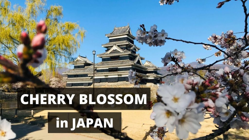 Cherry Blossom In Japan 花見に行こう。日本語字幕付き。#Vlog#08