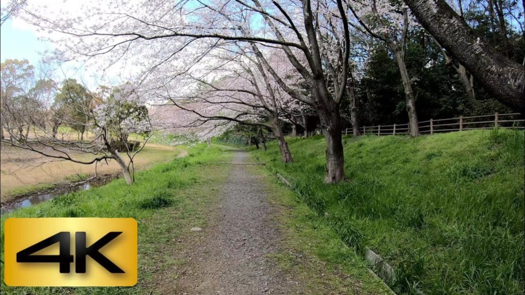 【4K 60fps】Walk on  Cherry blossoms road Funabashi City Chiba Japan(長津川親水公園）【2020】Tokyo in0.5 hours!
