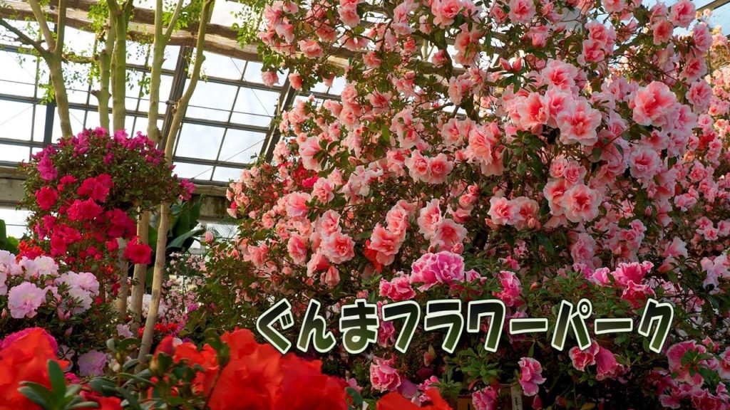 Blooming Azaleas in the mid-winter indoor garden. #ぐんまフラワーパーク #4K