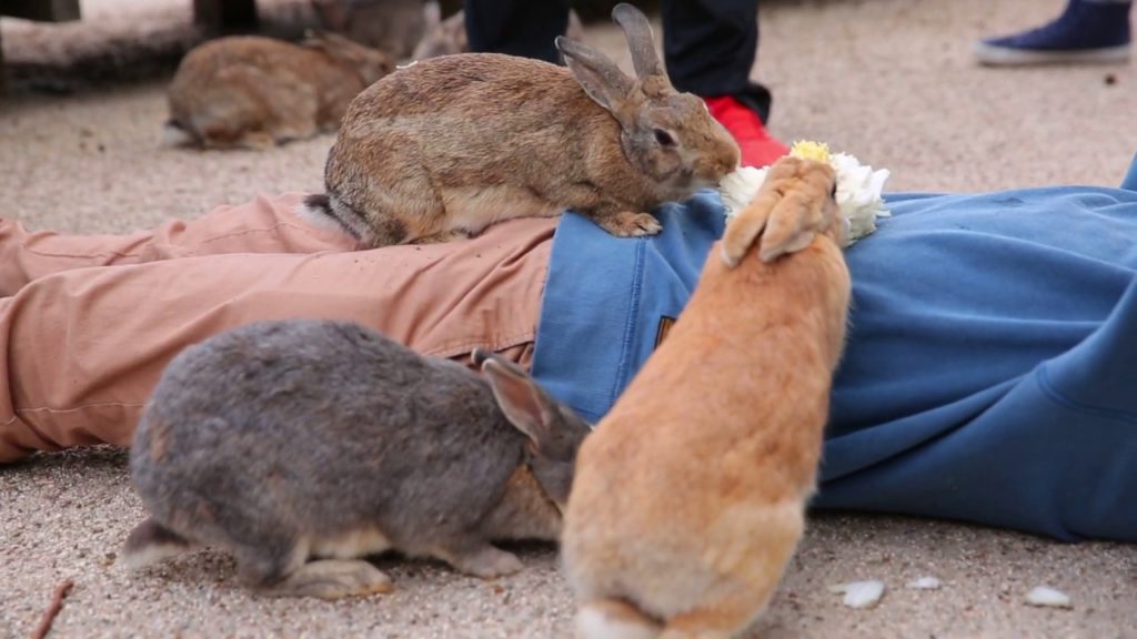 He looks so happy!  Rabbit island in Hiroshima Japan.