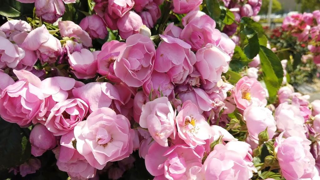 Takamatsu, Japan - Sunport - Rose Garden (2019)