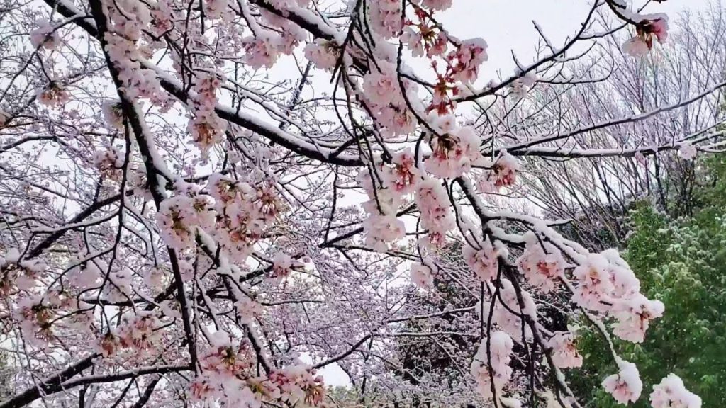 Sakura (Cherry Blossom) With Snow