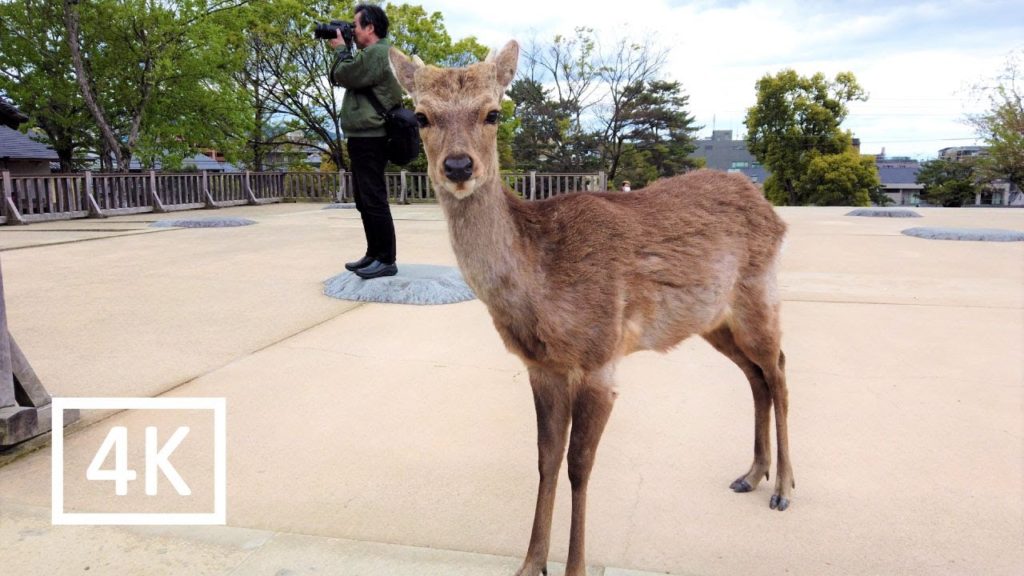 A morning walk in Nara's deer park A morning walk in Nara's deer park