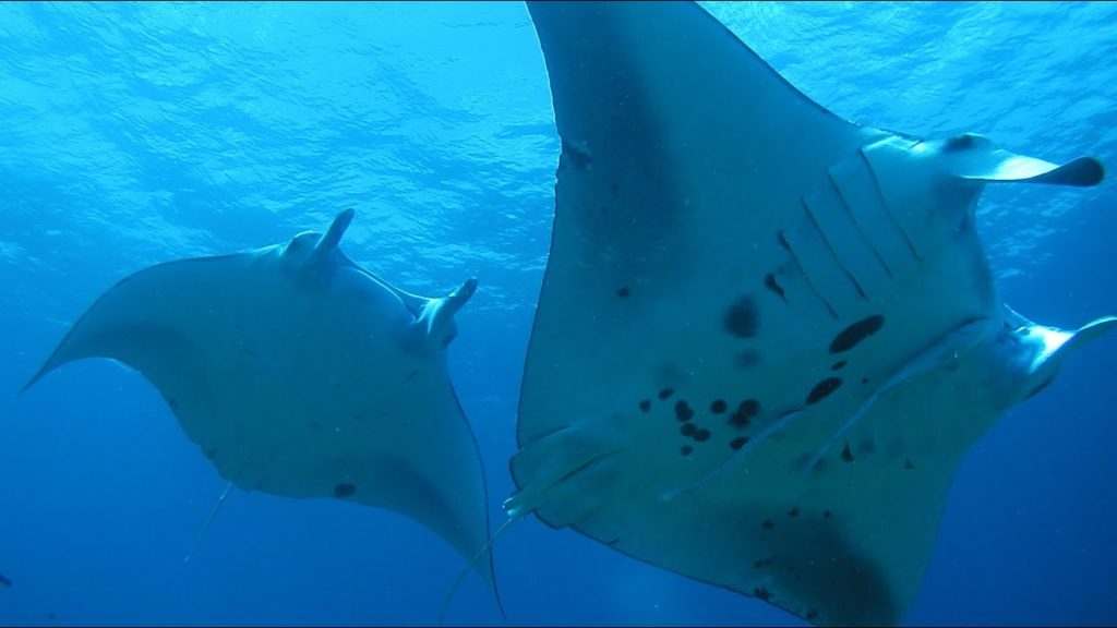 GoPro HERO – Scuba Diving – Ishigaki Island, Okinawa, Japan GoPro HERO - Scuba Diving - Ishigaki Island, Okinawa, Japan