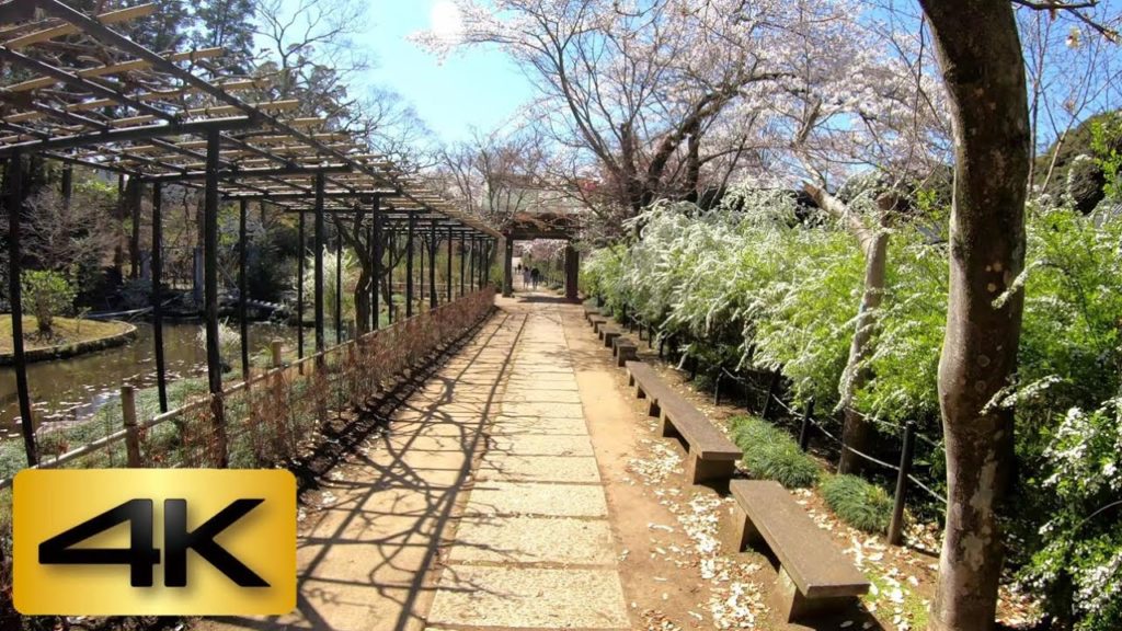 【JAPAN TRAVEL VIDEO 】 Cherry blossoms spot Hondoji temple in Chiba Japan(本土寺)【Gopro 4K 60fps】