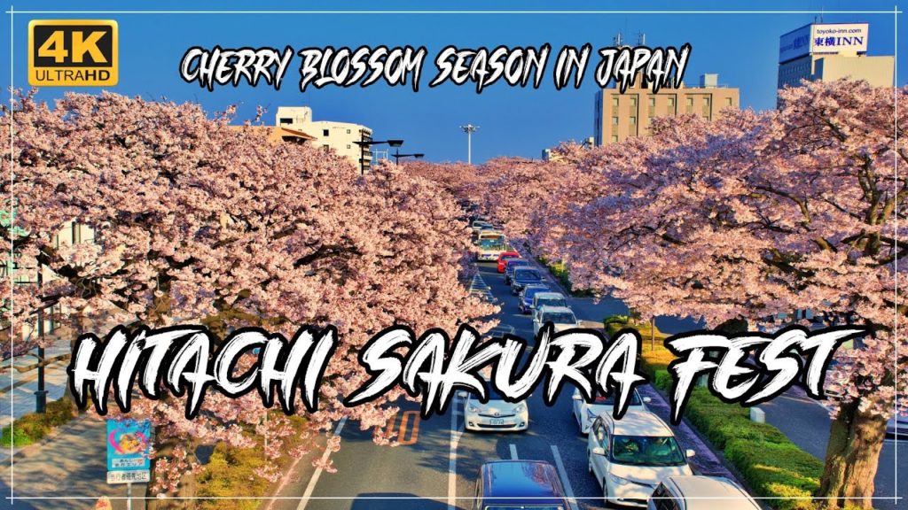 Sakura Cherry Blossom Season in Hitachi, Ibaraki, Japan Travel Vlog