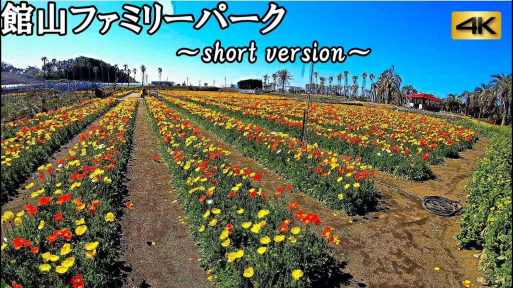 【4K 60fps】Amazing flower field in Tateyama Family Park Chiba Japan(館山ファミリーパーク)Tokyo in 2.5 hours 【4K 60fps】Amazing flower field in Tateyama Family Park Chiba Japan(館山ファミリーパーク)Tokyo in 2.5 hours
