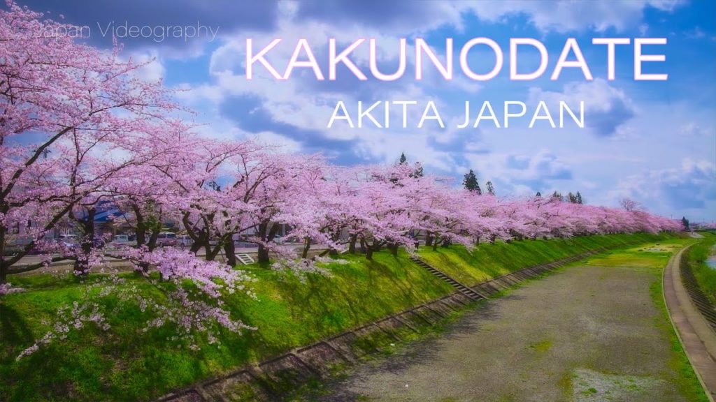 KAKUNODATE 東北の桜名所 秋田・角館武家屋敷通りと桧木内川堤の桜並木 4K UHD Cherry Blossoms, Akita Tohoku Japan KAKUNODATE 東北の桜名所 秋田・角館武家屋敷通りと桧木内川堤の桜並木 4K UHD Cherry Blossoms, Akita Tohoku Japan
