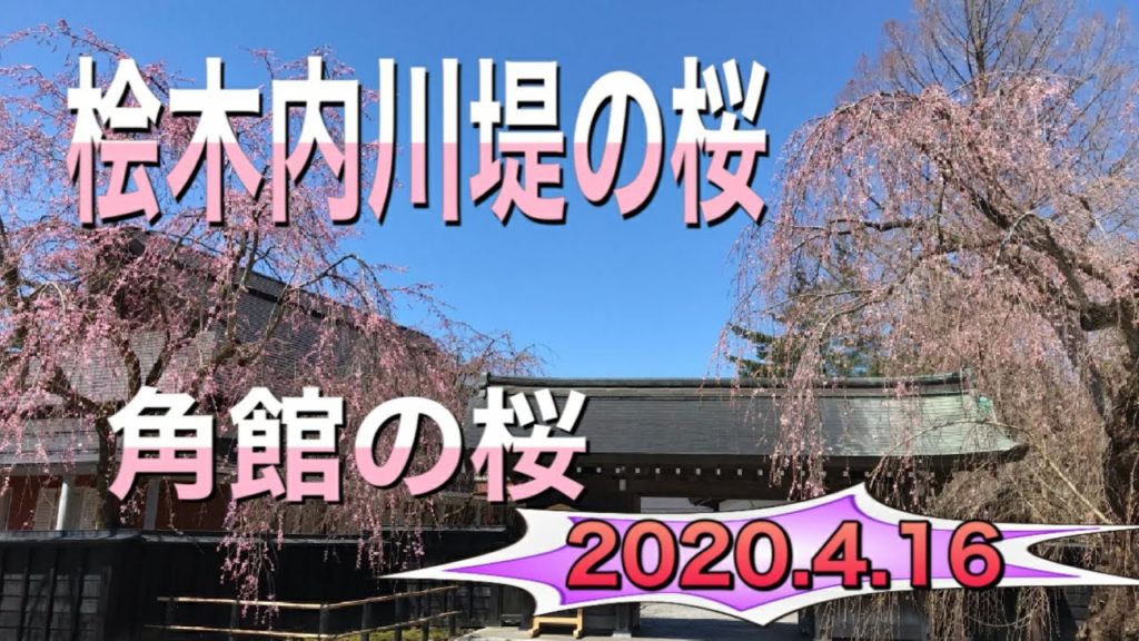 角館の桜 桧木内川堤のようす 桜並木 令和2年4月16日 秋田県仙北市角館町 角館の桜 桧木内川堤のようす 桜並木 令和2年4月16日 秋田県仙北市角館町