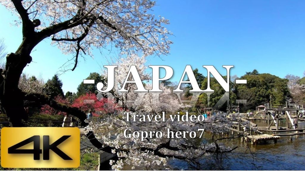JAPAN TRAVEL VIDEO |The most famous cherry blossom spot! in Chiba Japan(清水公園)|Gopro  hero7  4K 60fps