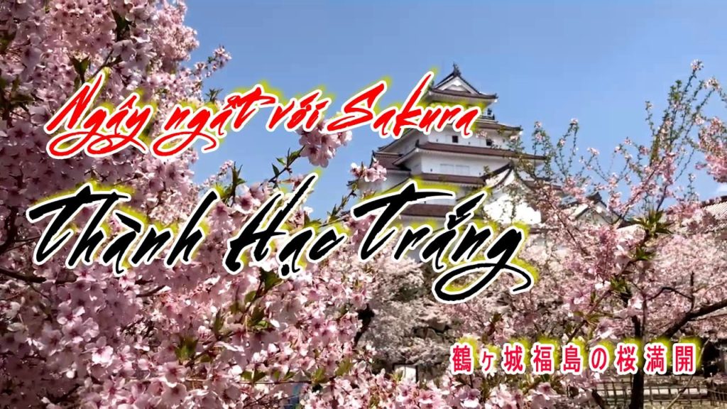 [Du Lich Nhật Bản] Ngây ngất với Sakura thành Hạc Trắng | Chu Du Nhật Bản/素晴らしい鶴ヶ城の桜