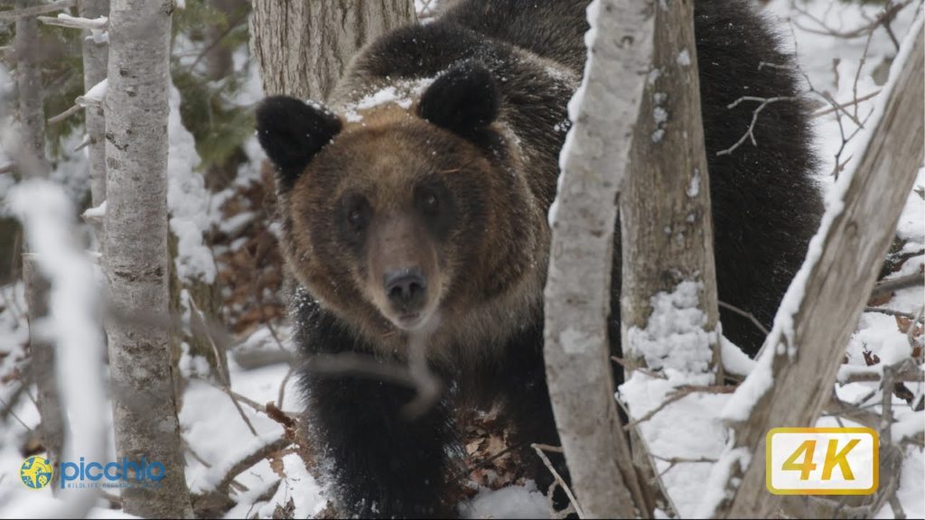 [4K] Brown Bear Family in Snow | Picchio Shiretoko | ピッキオ知床