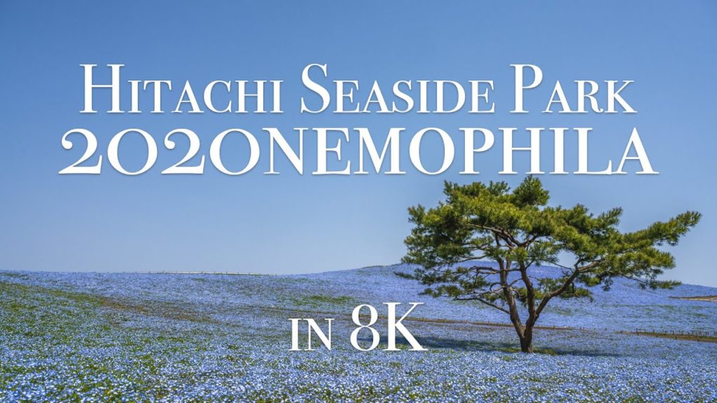 [8K60P] 2020 Hitachi Seaside Park Nemophila 国営ひたち海浜公園ネモフィラ