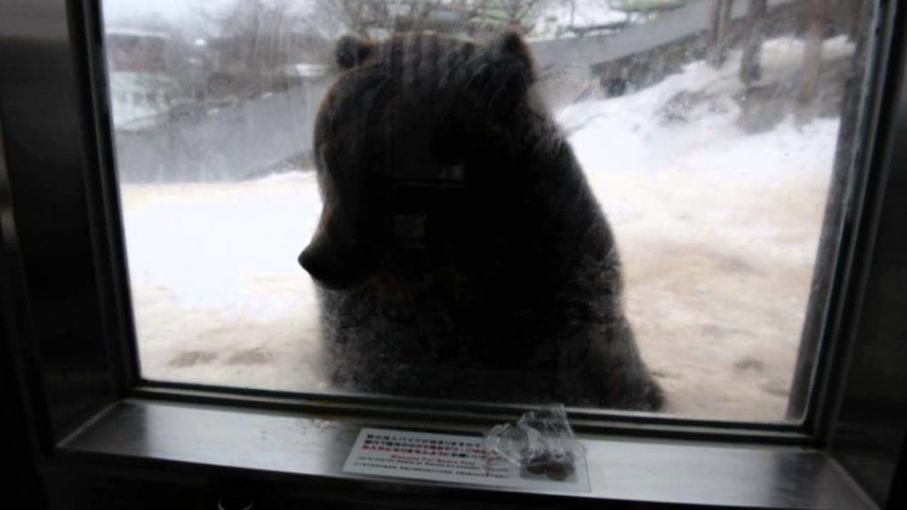 Noboribetsu Bear Park - Feeding bear behind the glass