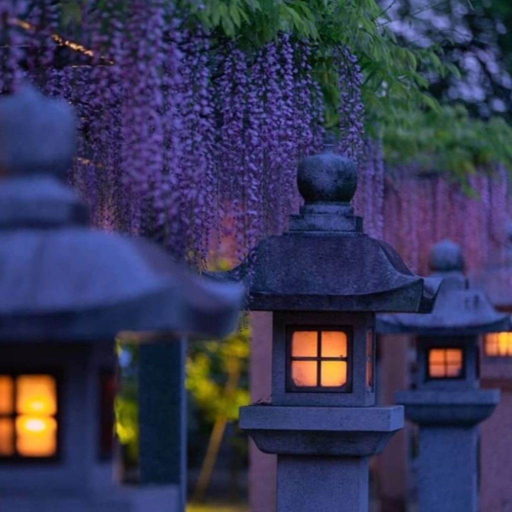 May is time for dreamy lanterns and wisteria in Shiga Prefecture.  Thanks to @ju...