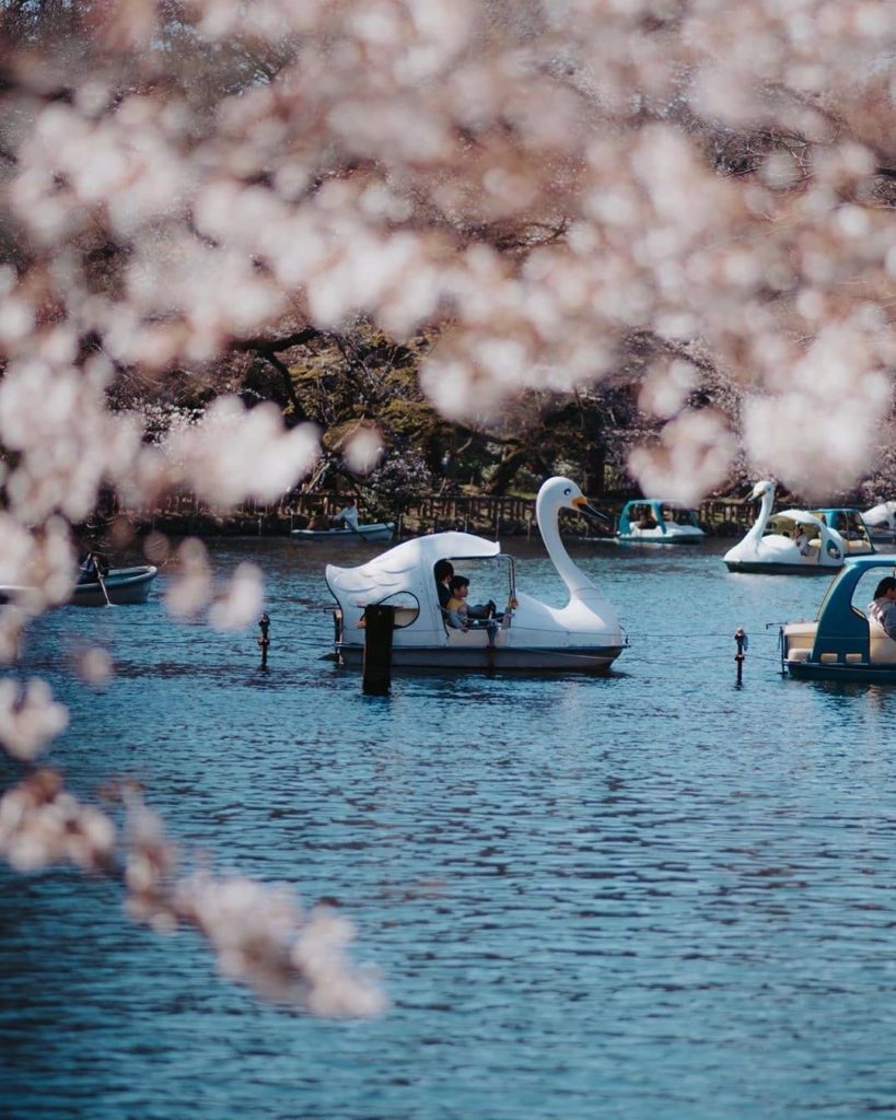 Petal to the metal!  Inokashira Park near Kichijoji, Tokyo is famous for its bea...