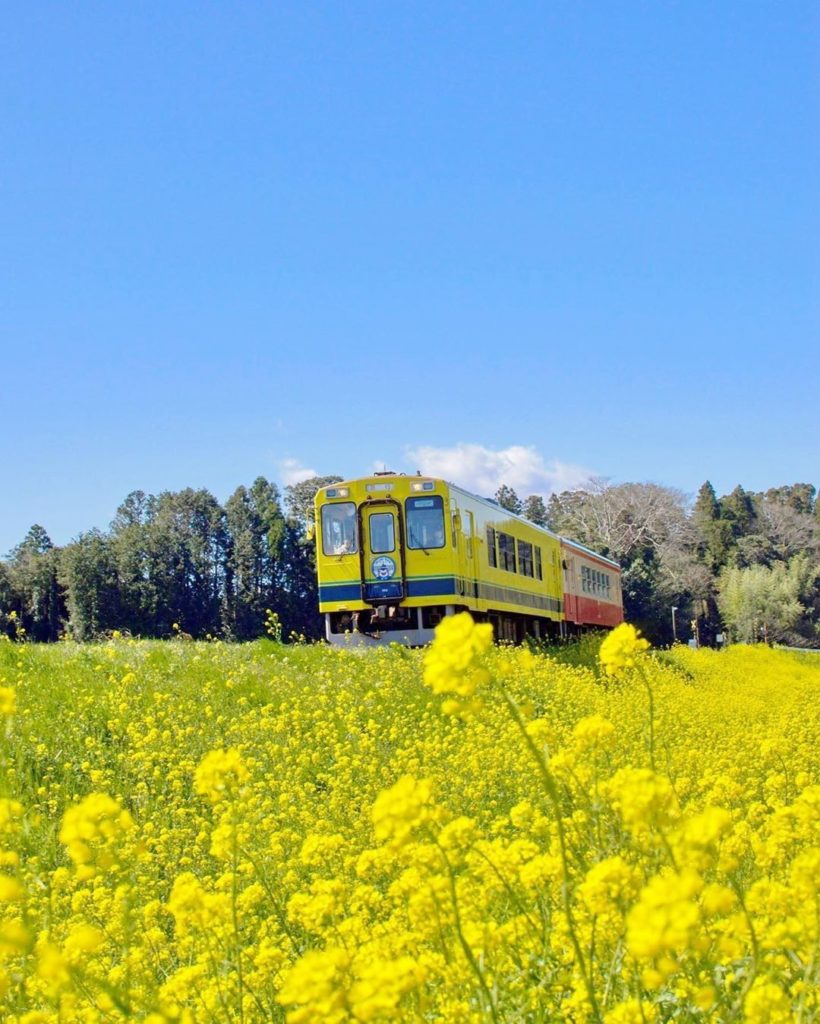 A spring greeting with yellow rape blossoms. You can catch this colorful scene i...