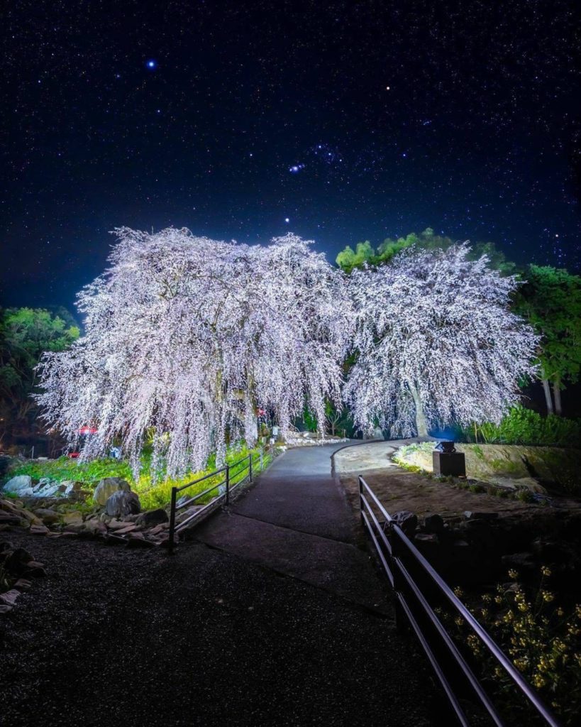 Cherry blossoms are always magical to us, but they seem to become extra ethereal...