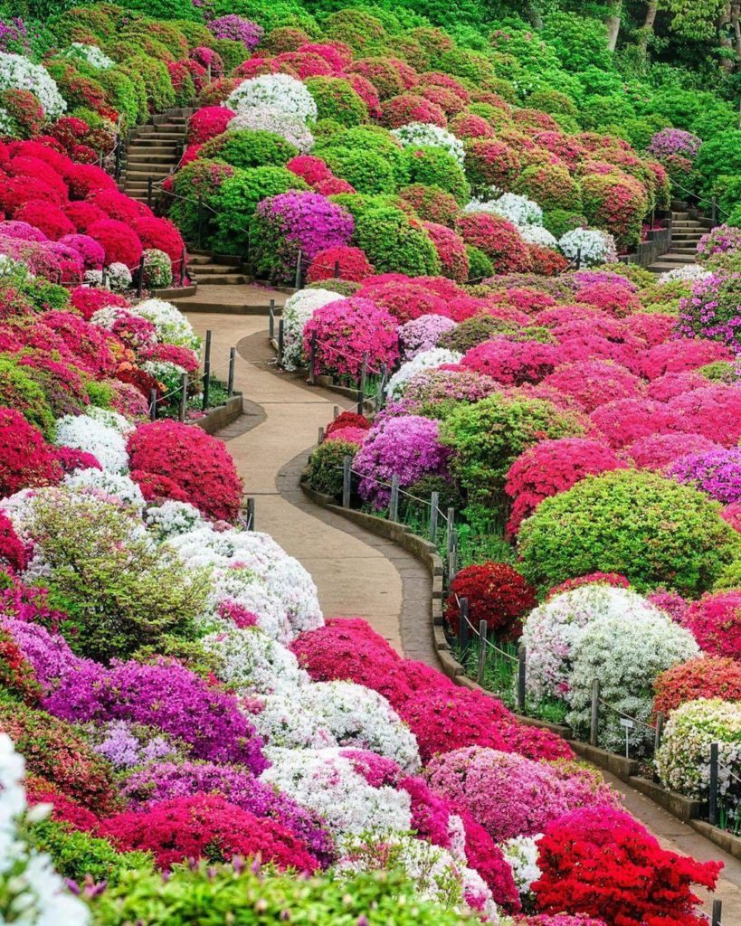 Japan Travel: Other springtime blooms to get excited about, other than cherry blossoms: azalea… Other springtime blooms to get excited about, other than cherry blossoms: azalea...