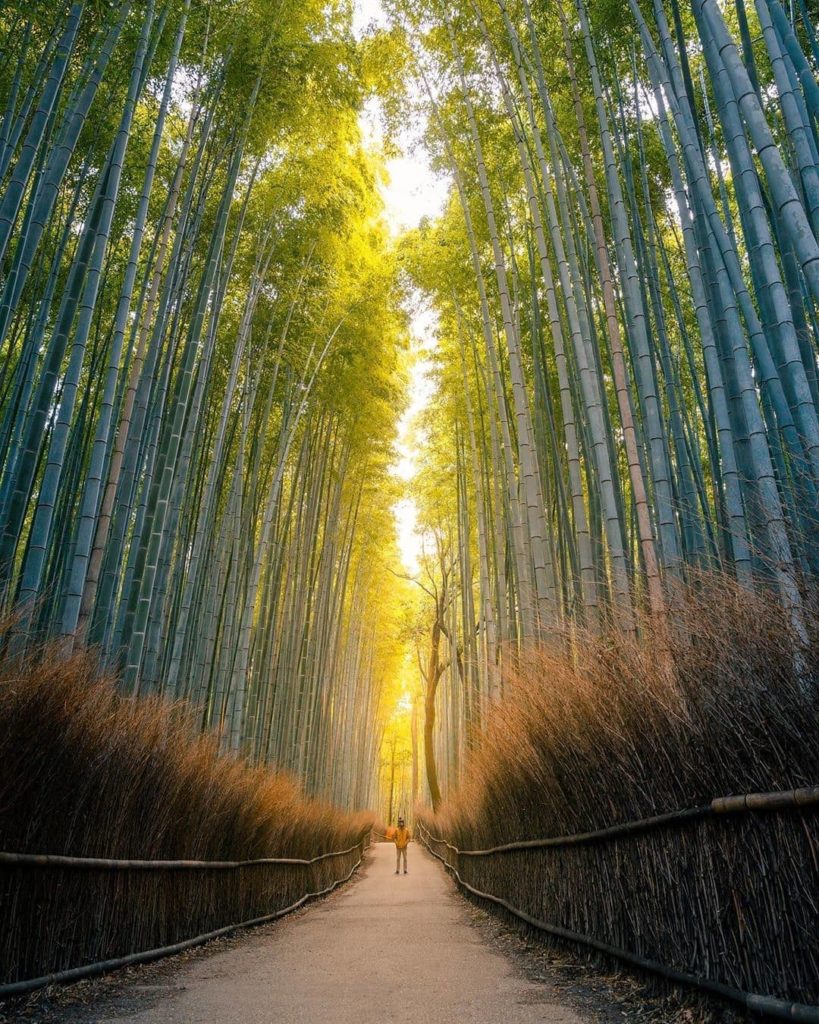 Did you know that the sound the swaying stalks in this famous grove is a governm...