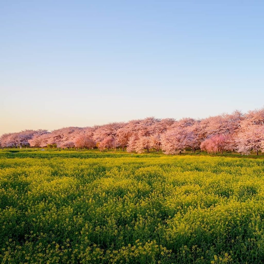 Visit Japan: At the Gongedo Park in Saitama prefecture, spring comes through in two main colo… At the Gongedo Park in Saitama prefecture, spring comes through in two main colo...