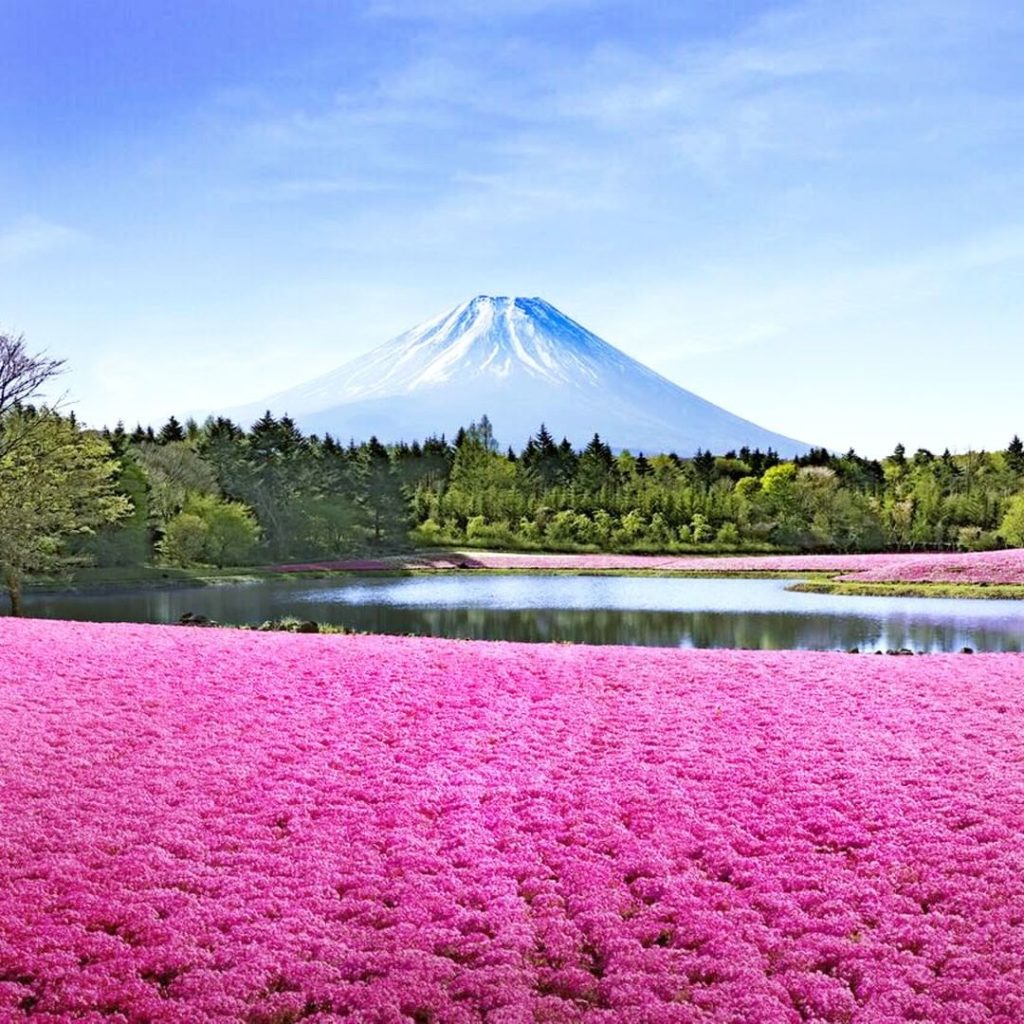 .
Some 800,000 buds of moss phlox add color to this shot of Mt. Fuji
#MyAprilAdv...