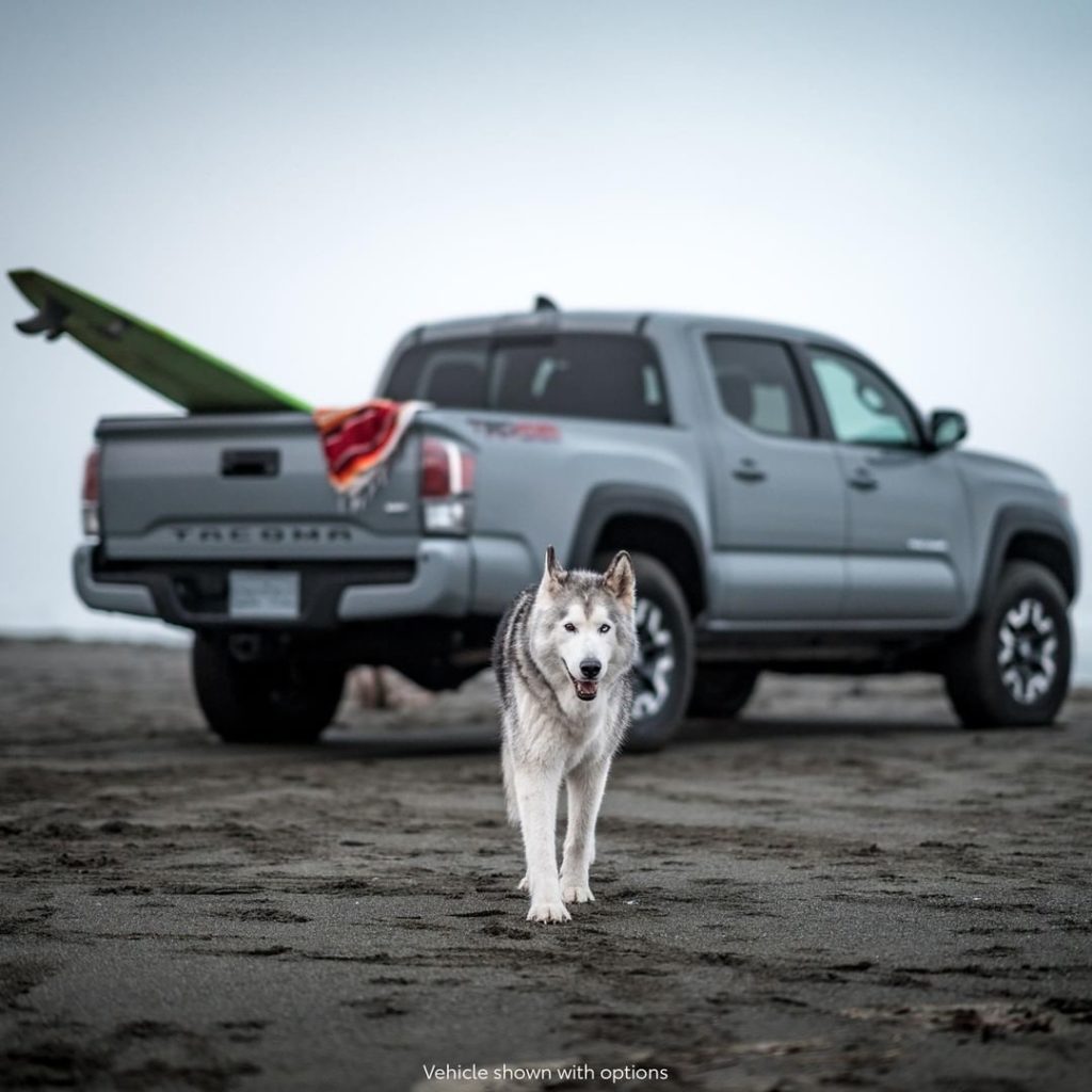 Actually, @loki is hungry like the #Tacoma! ...