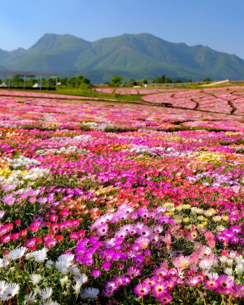 .
Some 500 varieties of seasonal flowers bloom in Kuju Flower Park in Kyushu
#My...