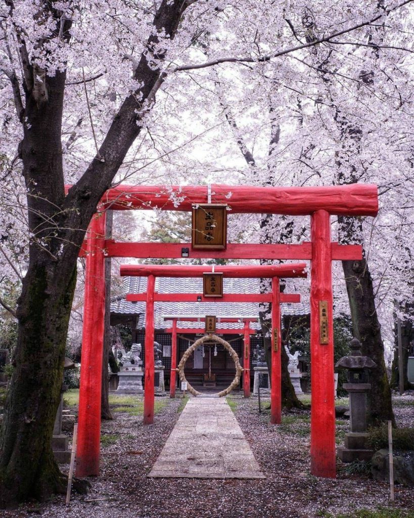 Sakura snow! We're always sad to see these beauties fall from their trees for an...