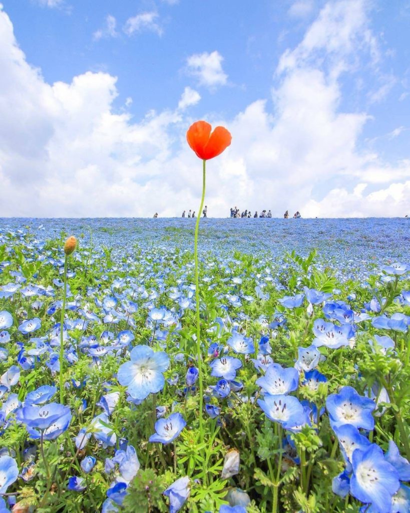 One of our springtime favorites are nemophila, or baby blue eyes - and at Ibarak...
