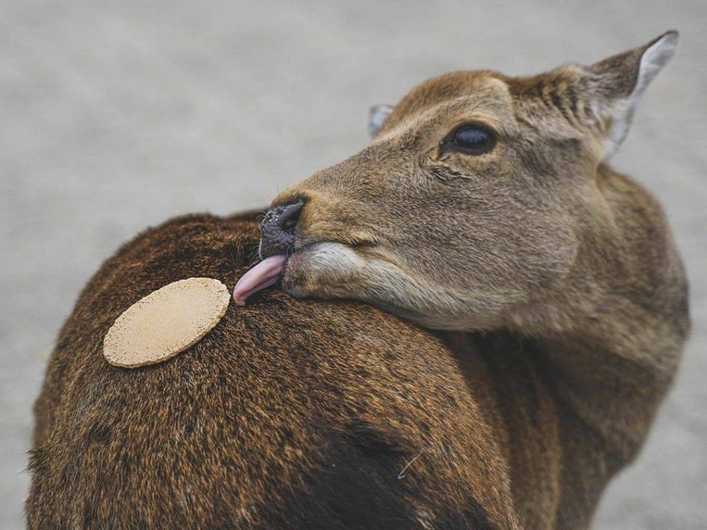 Reaching for our #stayathome snacky-snacks like this guy! "Just... one... more.....