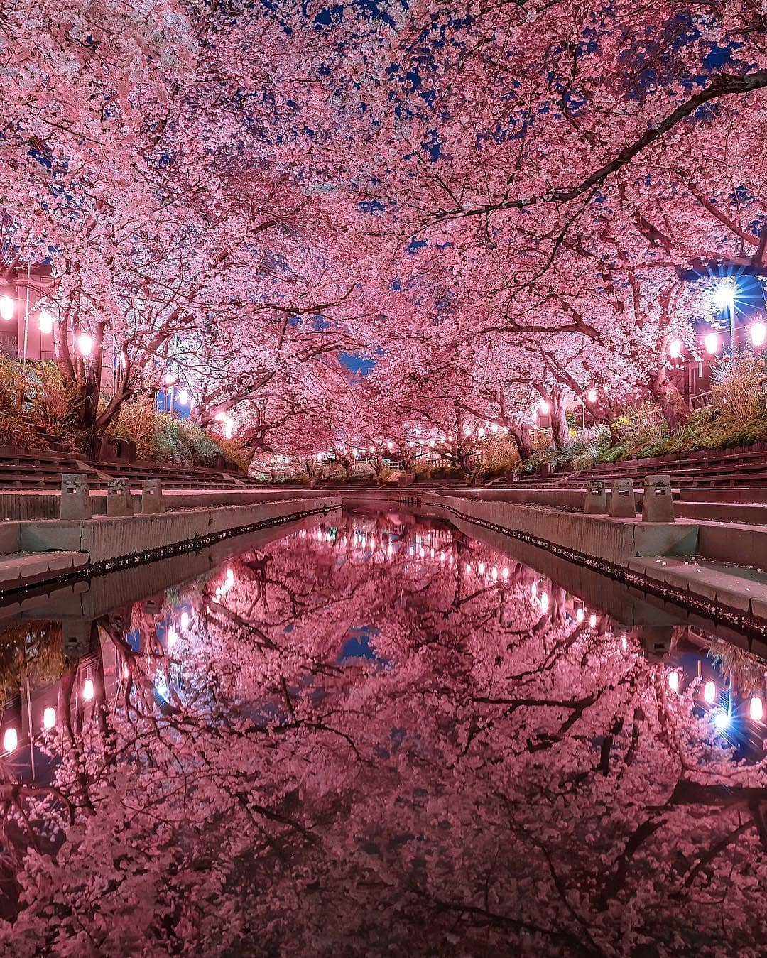 Visit Japan If you think cherry blossoms are fantastic during the day