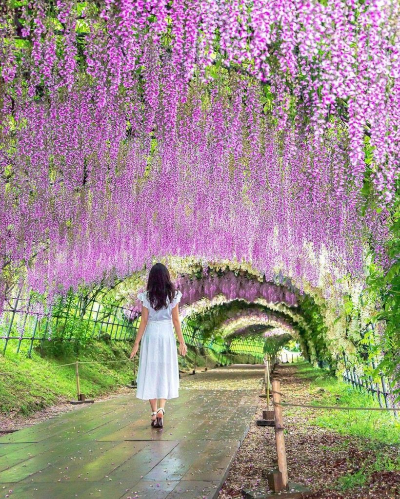 Japan Travel: Late in April through to May, another springtime stunner pops up on the scene – … Late in April through to May, another springtime stunner pops up on the scene - ...