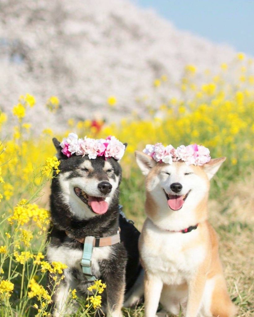 Japan Travel: This is the level of extra we’re aspiring to be for spring next year! Who’s with… This is the level of extra we're aspiring to be for spring next year! Who's with...