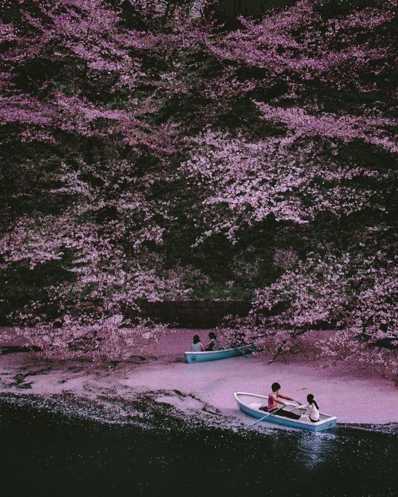  Cherry blossom season may be finished for another year, but make sure to add bo...