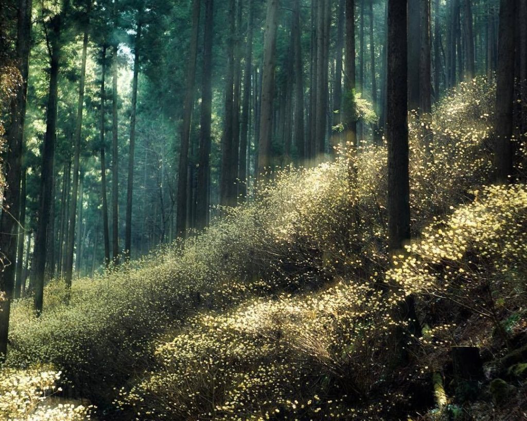 When spring comes, Yakemori yama, in Tochigi Prefecture, turns into a magical pl...