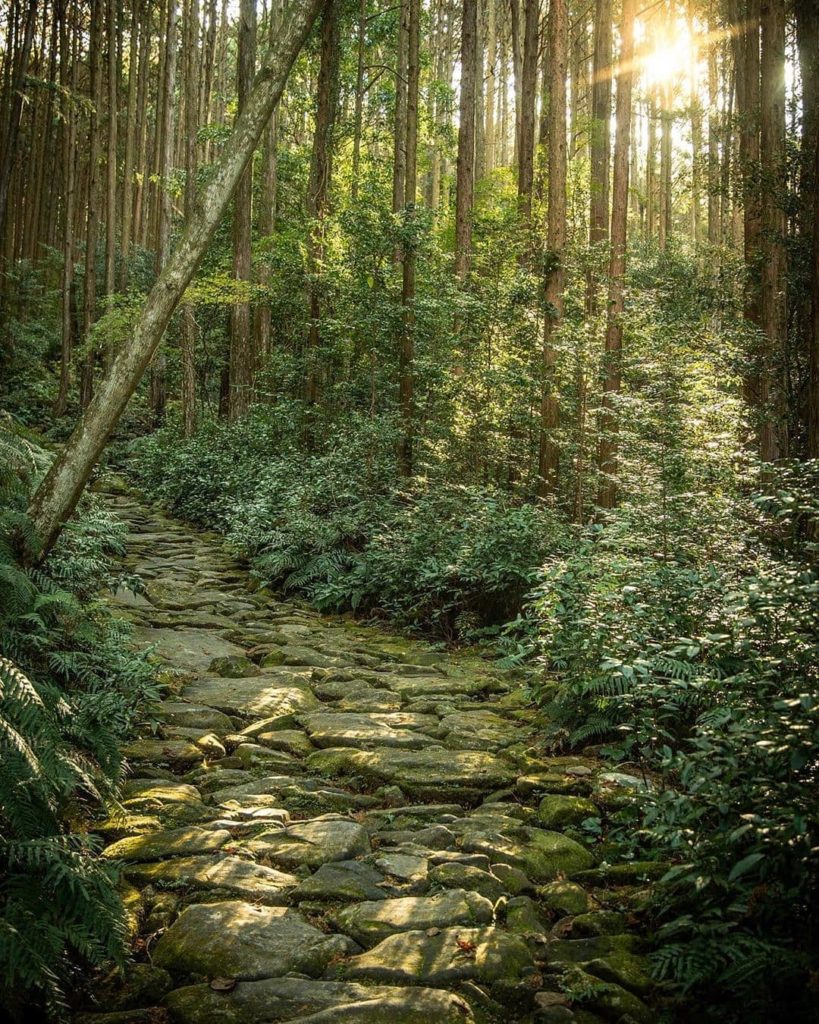 Have you heard of Kumano Kodo? This ancient pilgrimage route through the prefect...