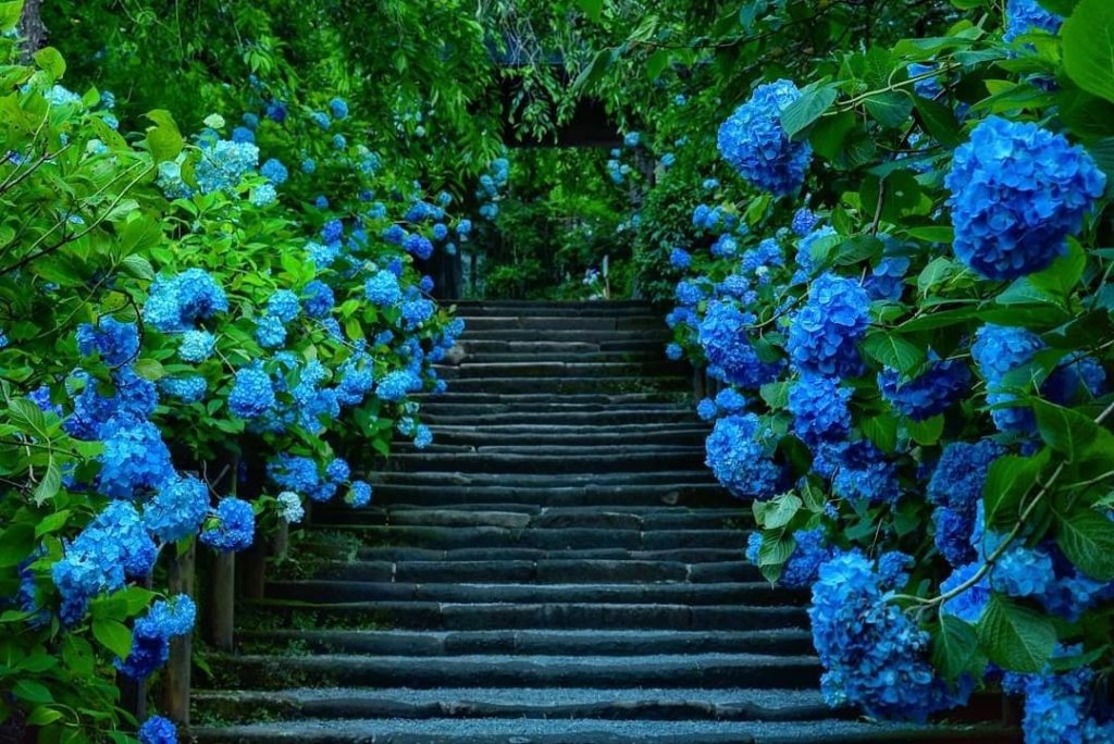 The beautiful bright blue ajisai flowers (Japanese hydrangea) at Meigetsuin Temp...