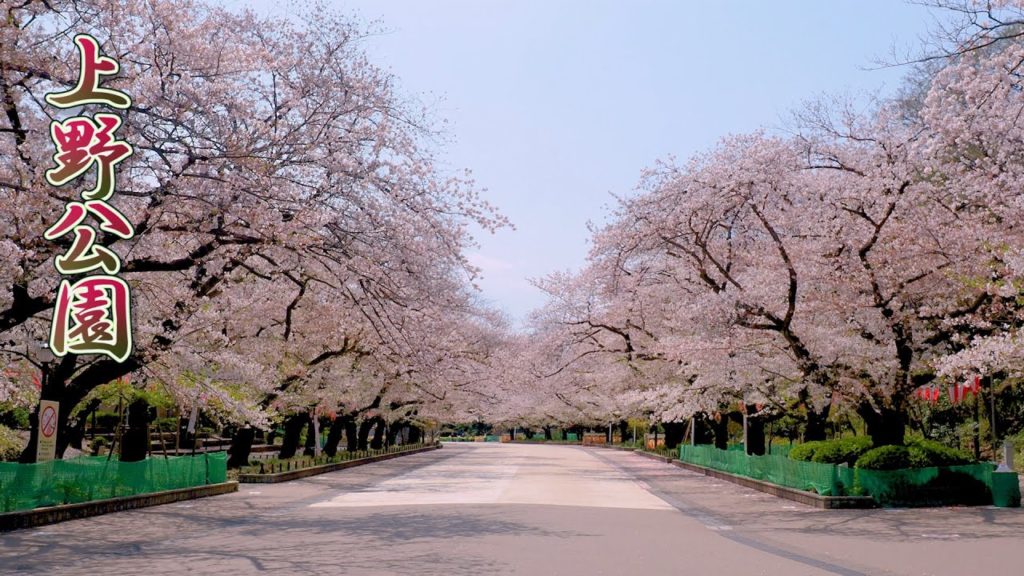TOKYO. Ueno Park Looks almost deserted despite Flowers in full bloom amid coronavirus crisis.#4K TOKYO. Ueno Park Looks almost deserted despite Flowers in full bloom amid coronavirus crisis.#4K