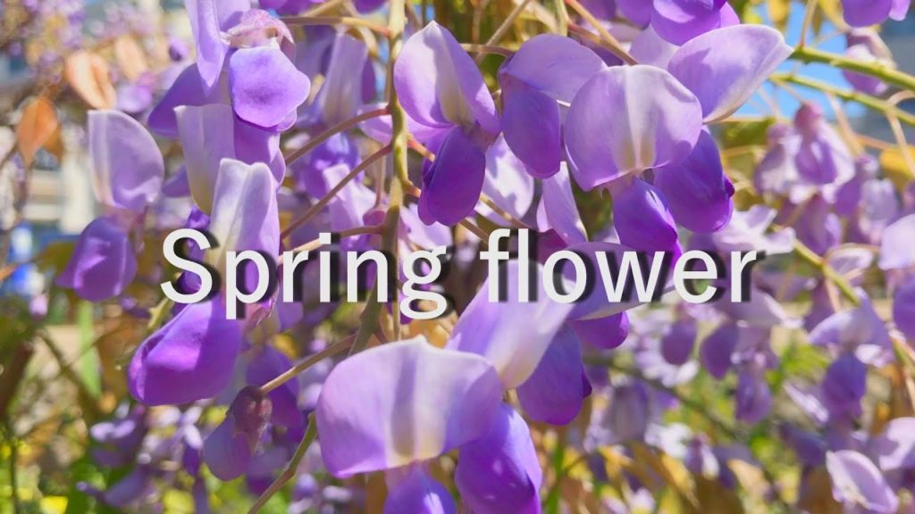 Shooting spring flowers