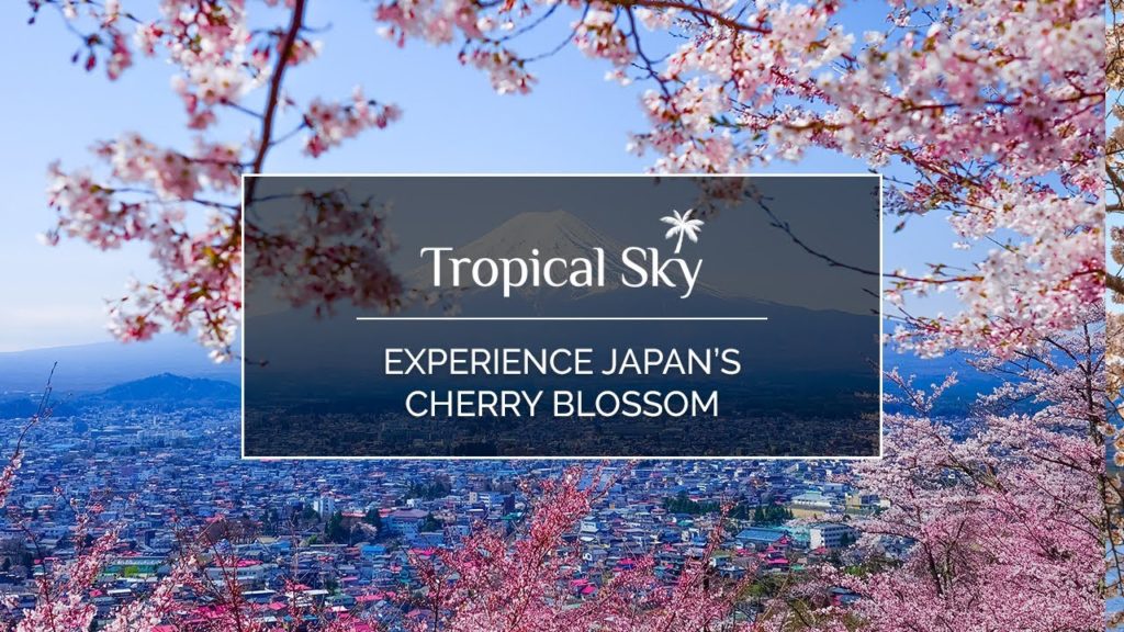 Experience Japan's cherry blossoms